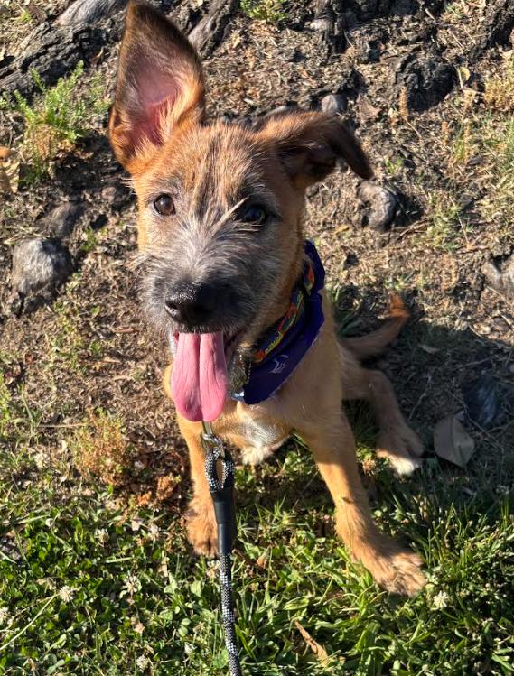 Enlarge Heath, a Adoptable mixed breed in Washington DC, DC image 2/6