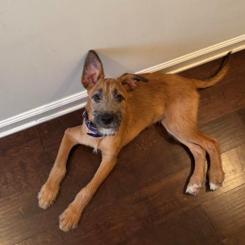 Enlarge Heath, a Adoptable mixed breed in Washington DC, DC image 3/6