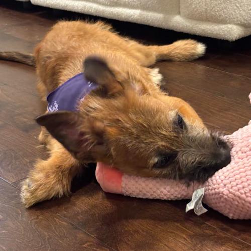 Enlarge Heath, a Adoptable mixed breed in Washington DC, DC image 4/6