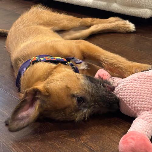 Enlarge Heath, a Adoptable mixed breed in Washington DC, DC image 5/6