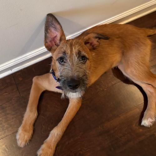 Enlarge Heath, a Adoptable mixed breed in Washington DC, DC image 6/6