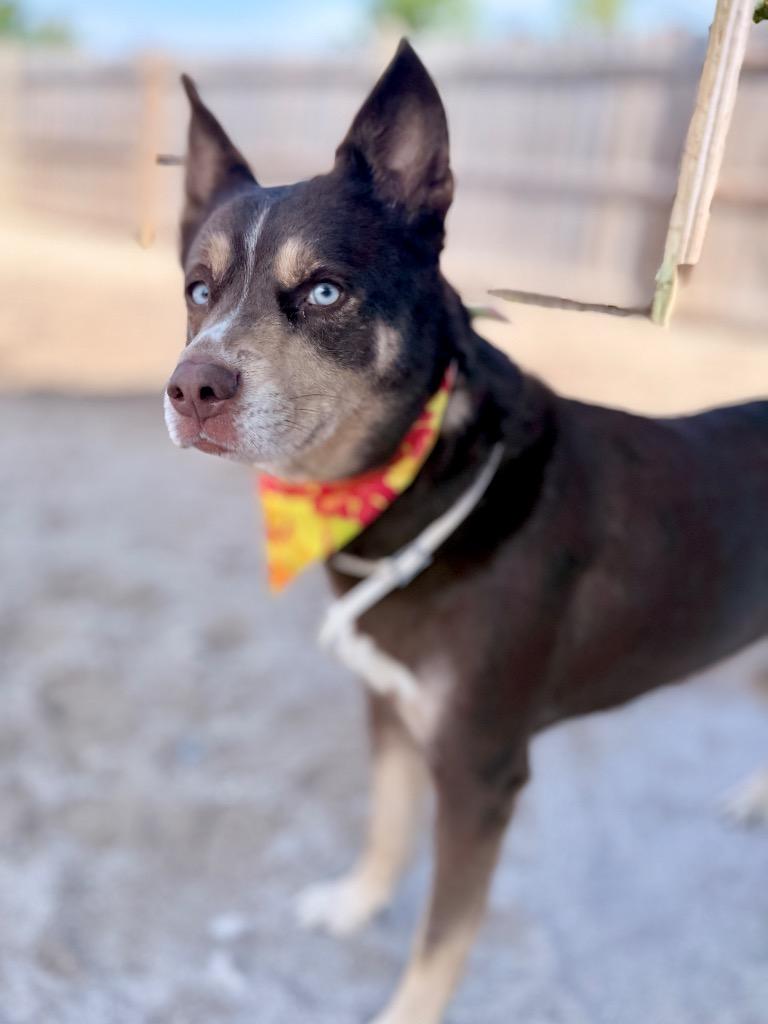 Calista, Adoptable, Young Female Husky.