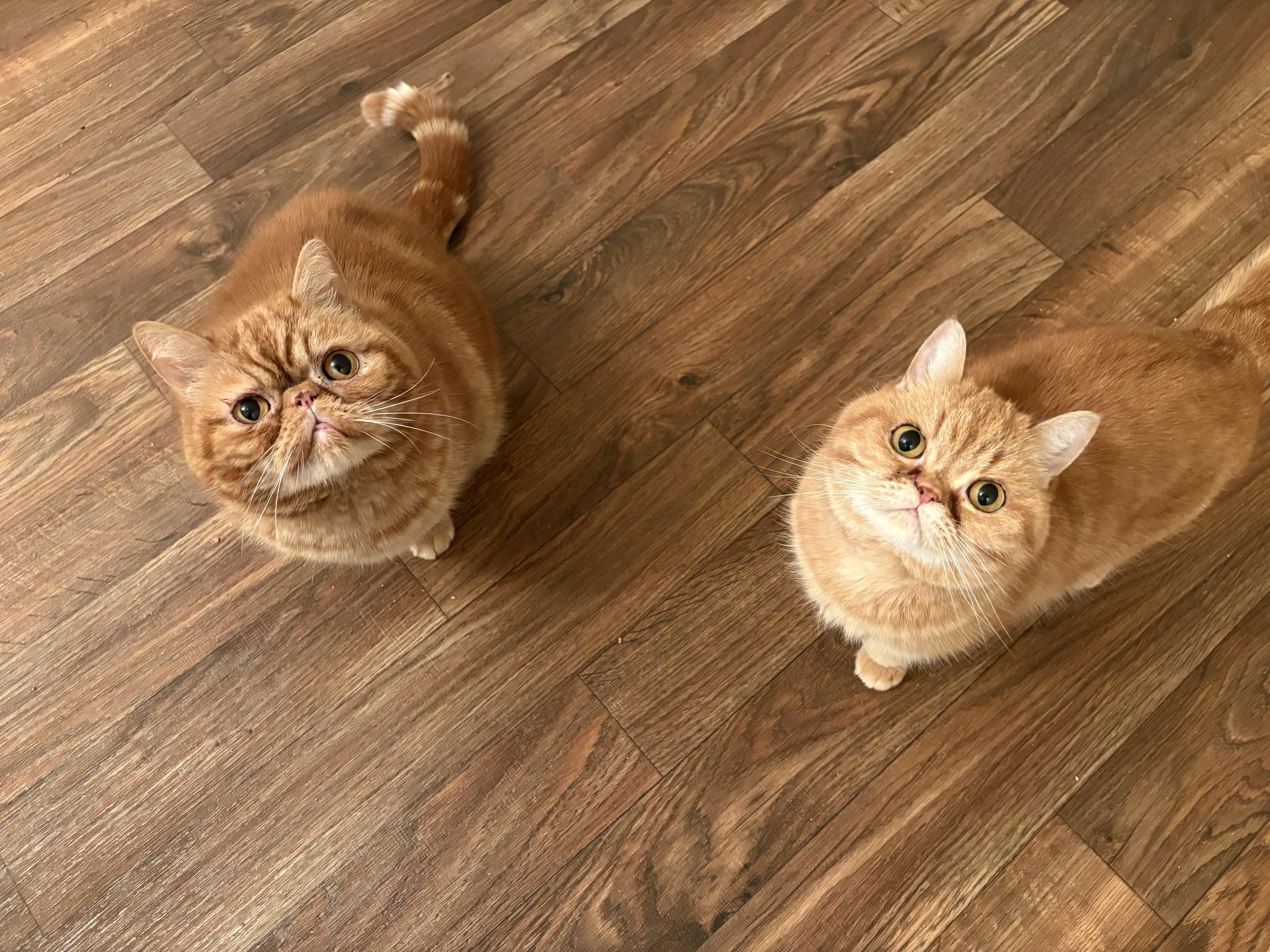 Enlarge George, a ADOPTABLE Persian in Salt Spring Island, BC image 4/5