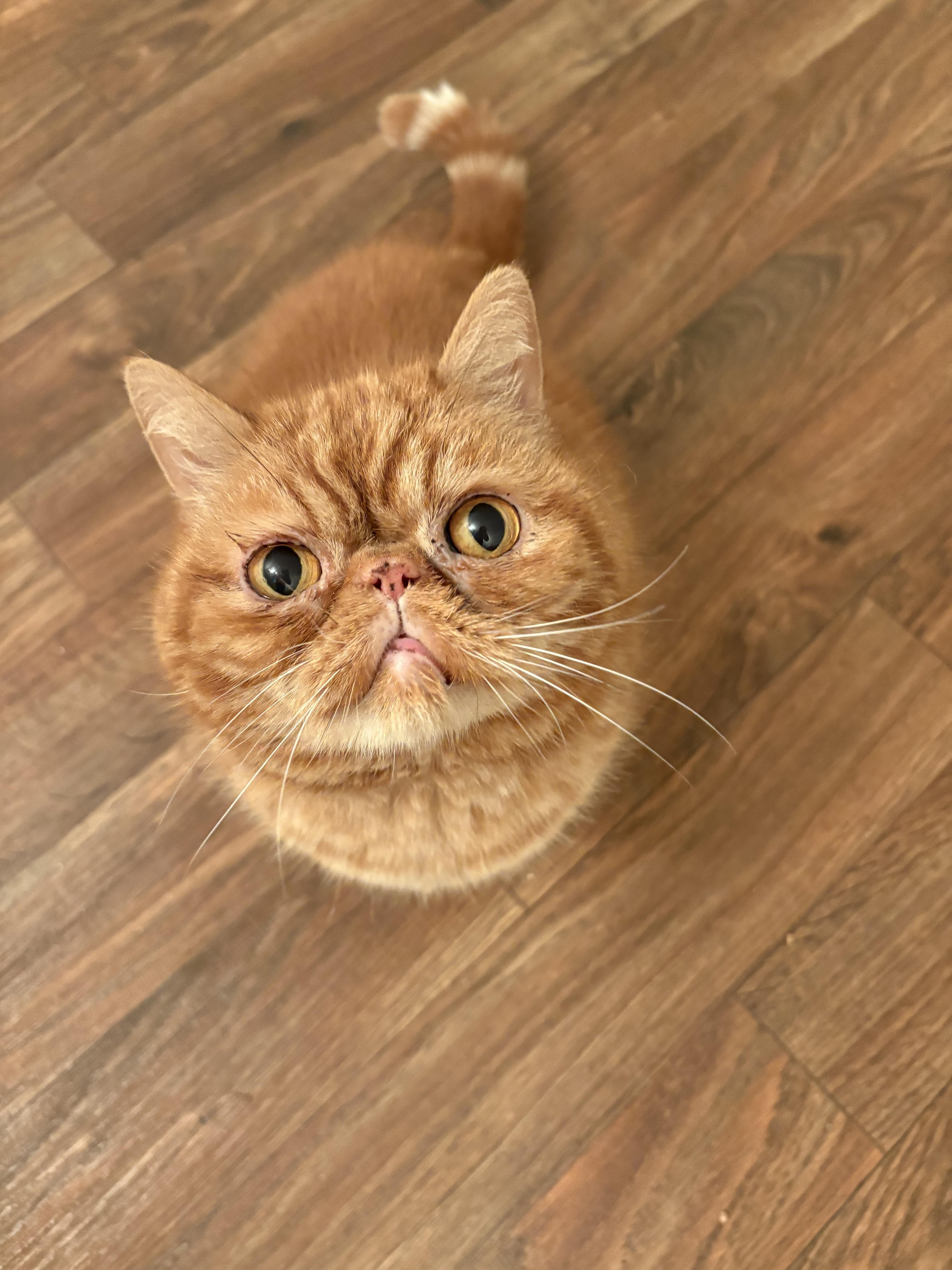 George, ADOPTABLE, Senior Male Persian.