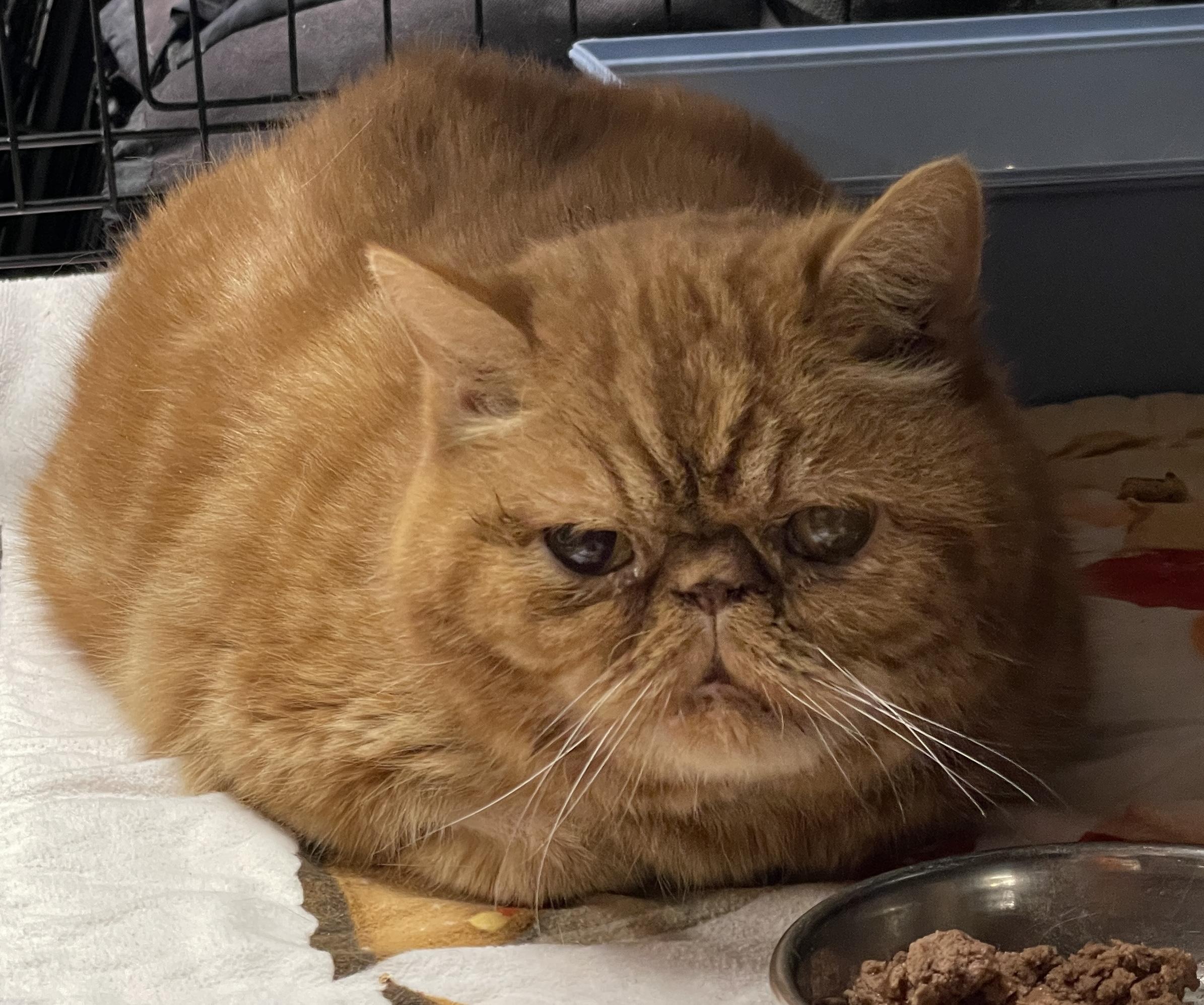 Enlarge George, a ADOPTABLE Persian in Salt Spring Island, BC image 3/5