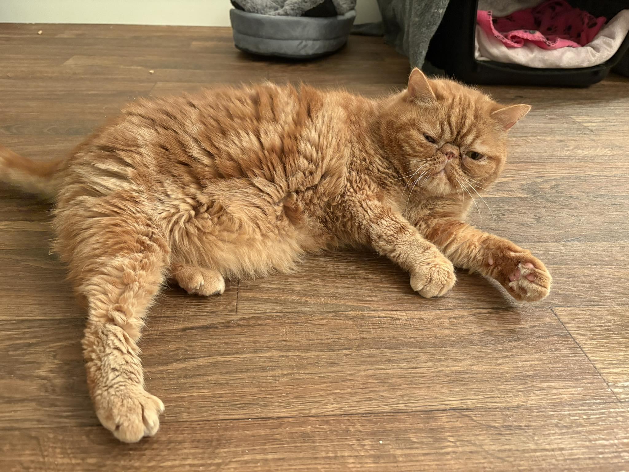 Enlarge George, a ADOPTABLE Persian in Salt Spring Island, BC image 5/5