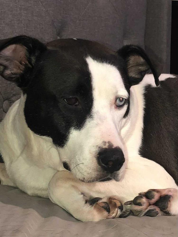 Eleanor, Adoptable, Young Female American Staffordshire Terrier.