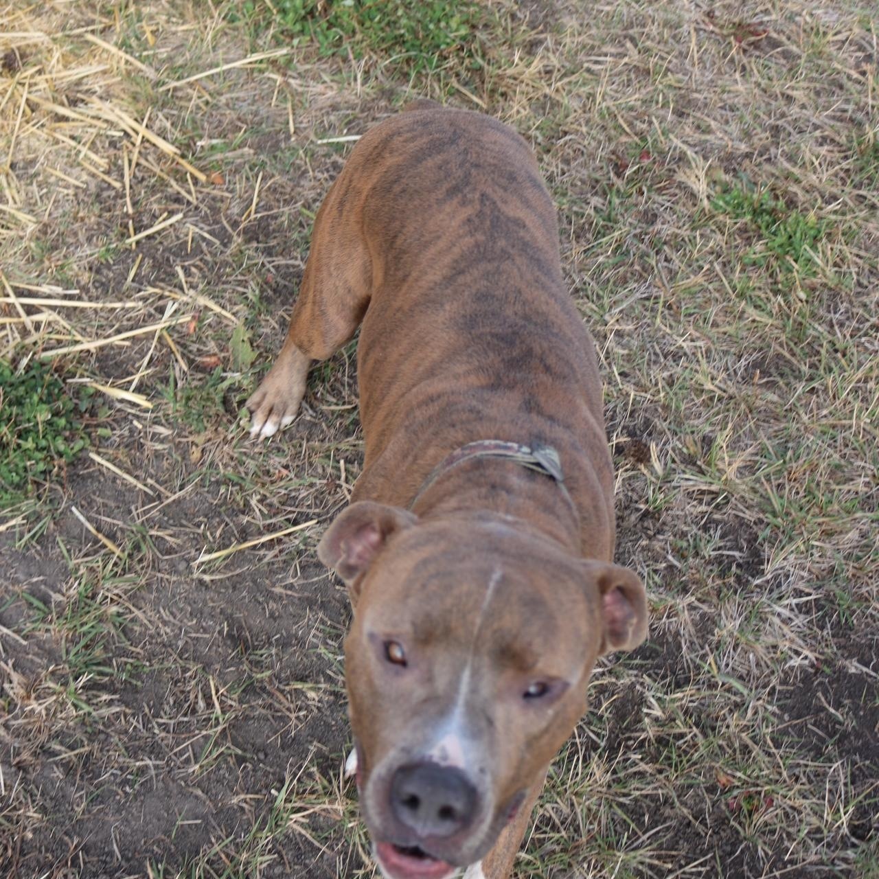 Julien, a Adoptable Pit Bull Terrier in La Grande, OR image 3/3