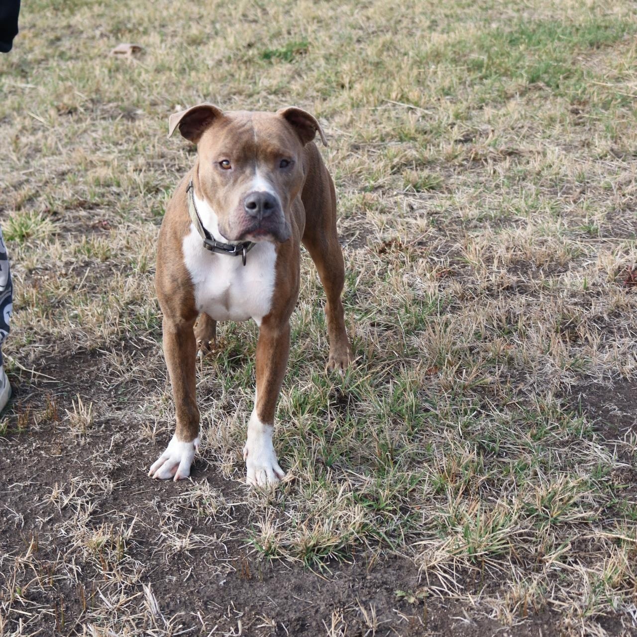 Julien, Adoptable, Adult Male Pit Bull Terrier.