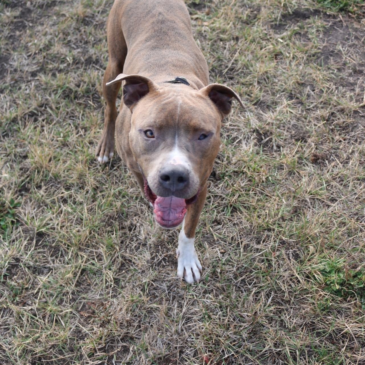 Julien, a Adoptable Pit Bull Terrier in La Grande, OR image 2/3