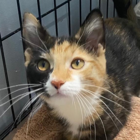 Enlarge Mindy, an adopted Domestic Short Hair in Spencer, IN image 1/1