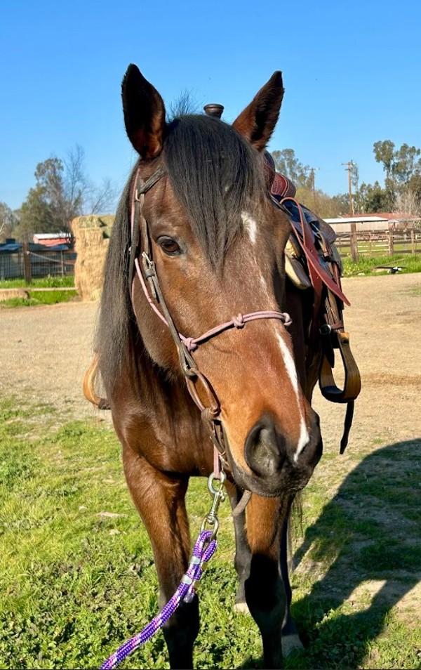 Suna, Adoptable, Senior Male Standardbred.