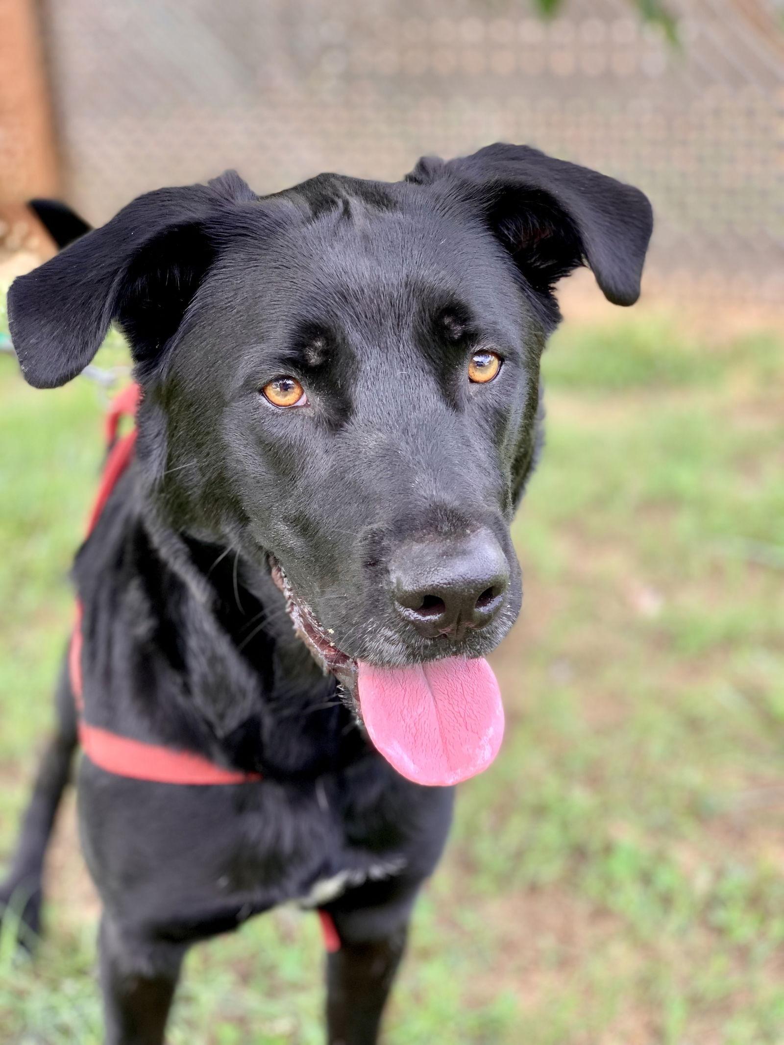 Maxwell May 22, Adoptable, Adult Male Labrador Retriever.