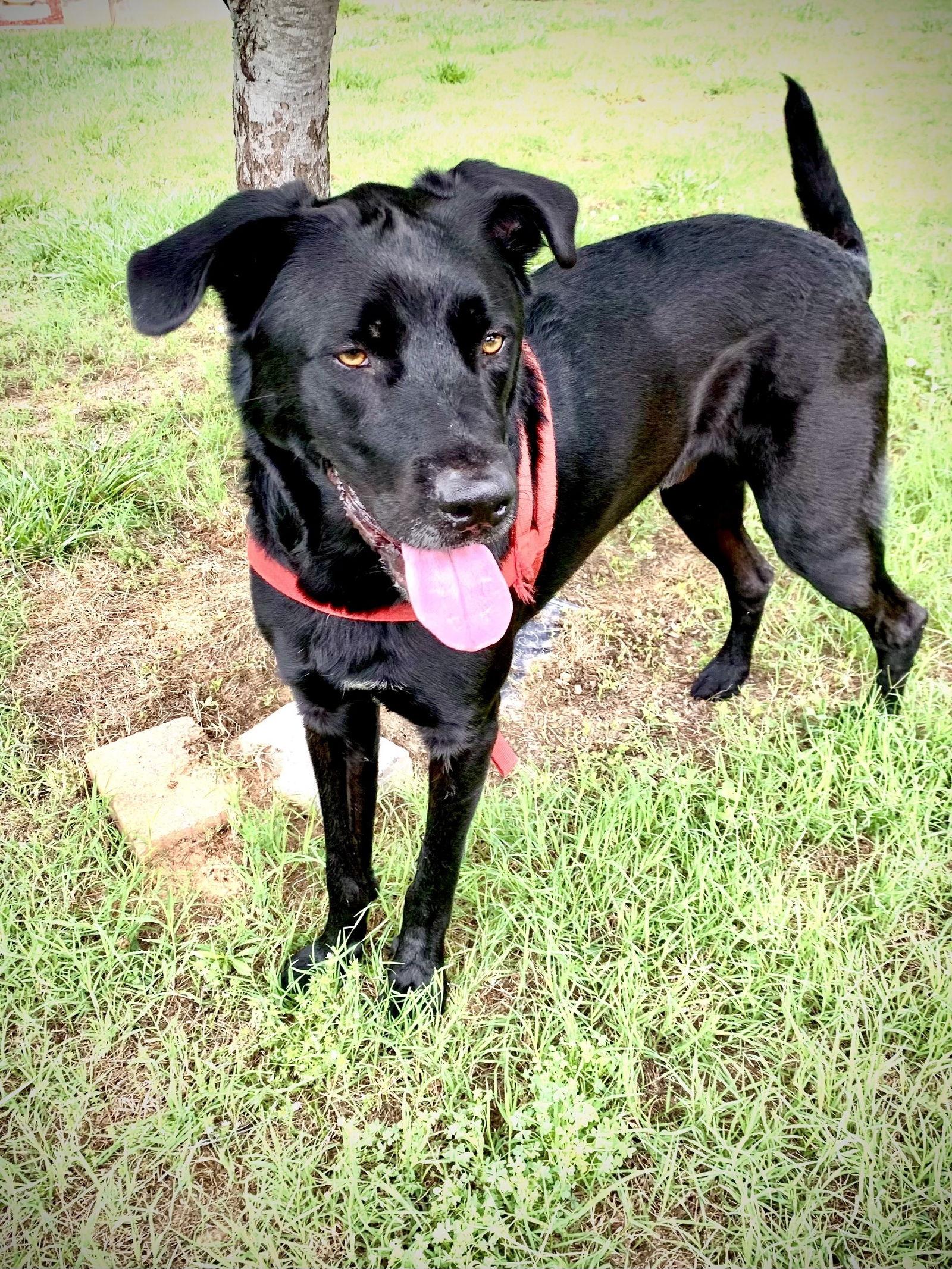 Enlarge Maxwell May 22, a Adoptable Labrador Retriever in Pacolet, SC image 2/3