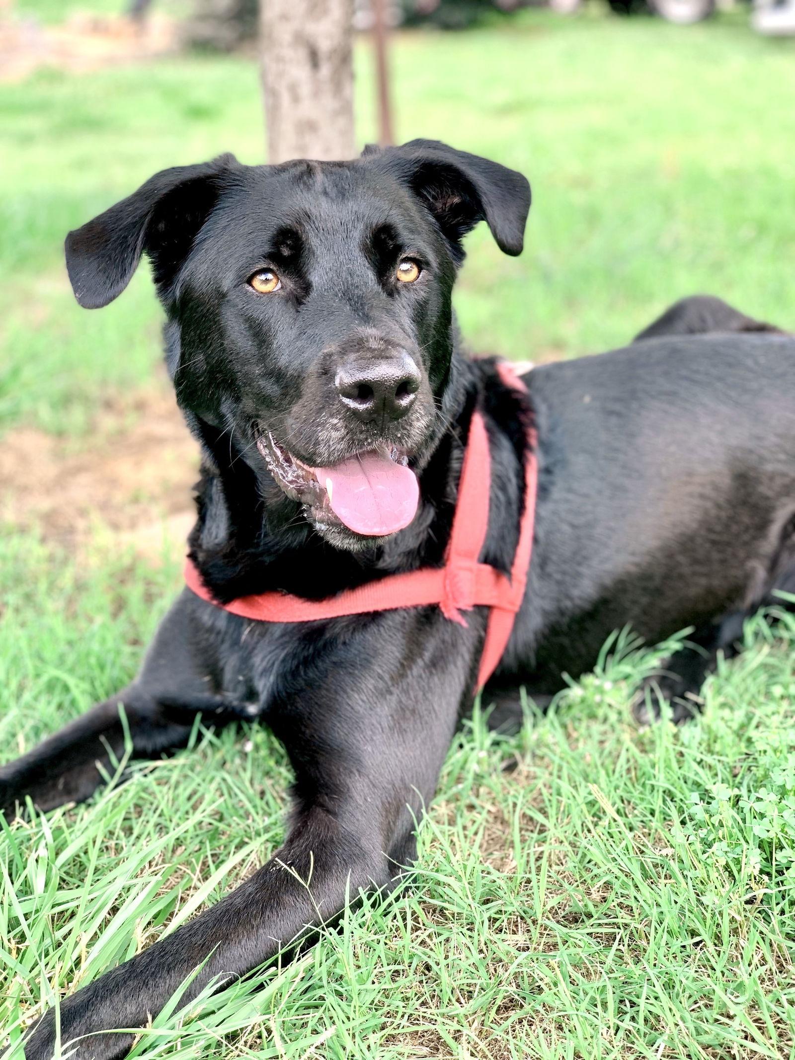 Enlarge Maxwell May 22, a Adoptable Labrador Retriever in Pacolet, SC image 3/3