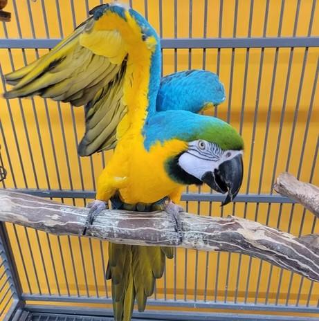 Benji, Adoptable, Adult Male Macaw.
