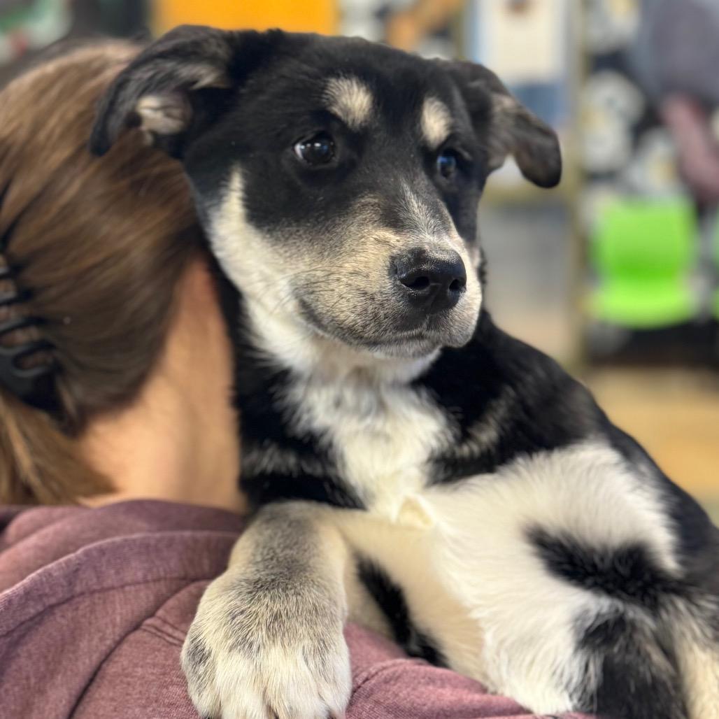 Frankie — thumbnail 2