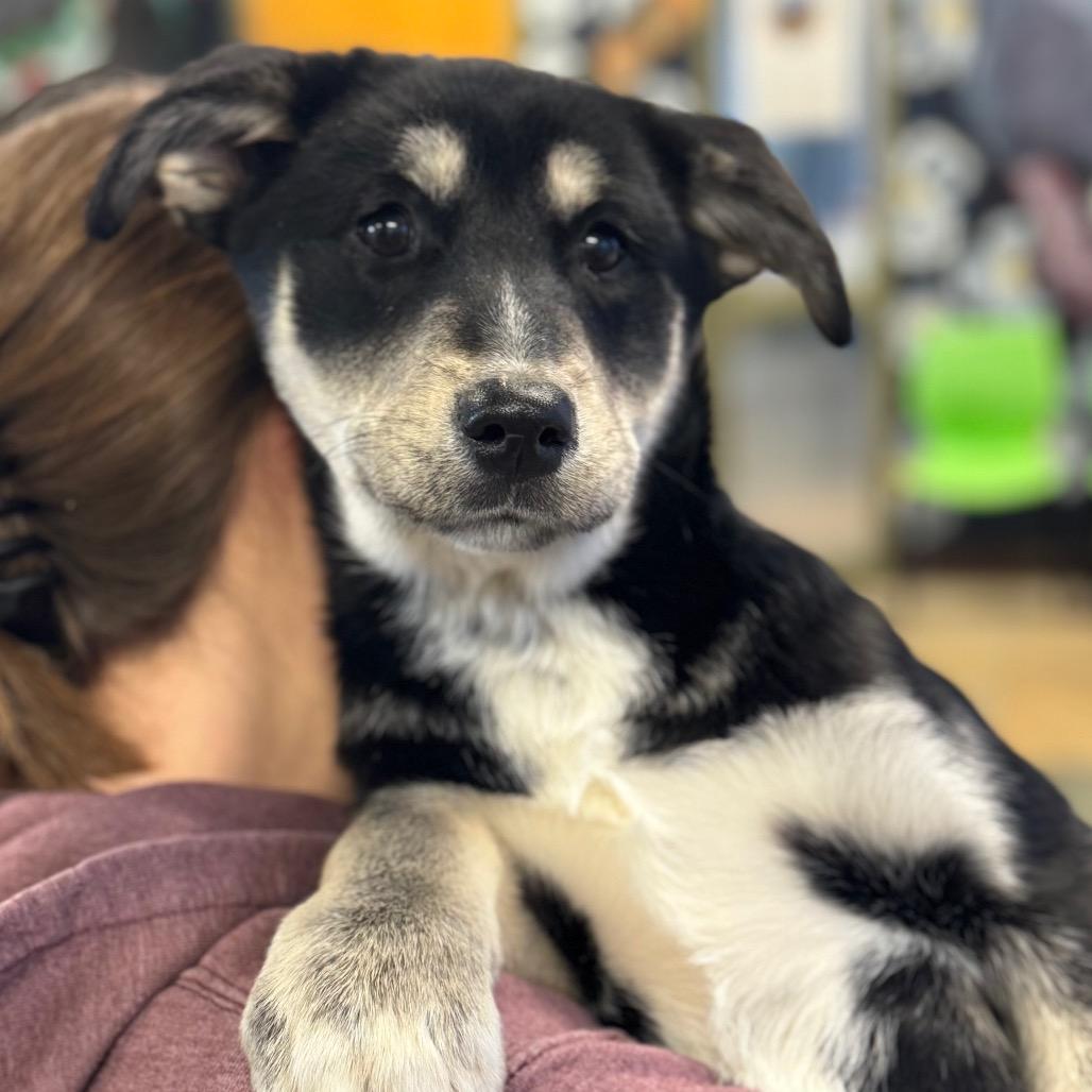 Frankie — thumbnail 3