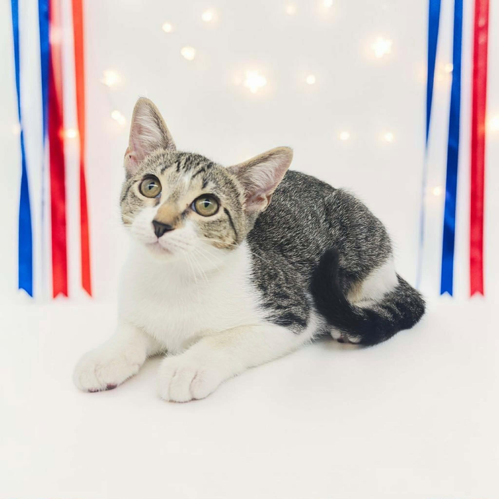 Susie, a Adoptable Domestic Short Hair in Commerce City, CO image 3/4