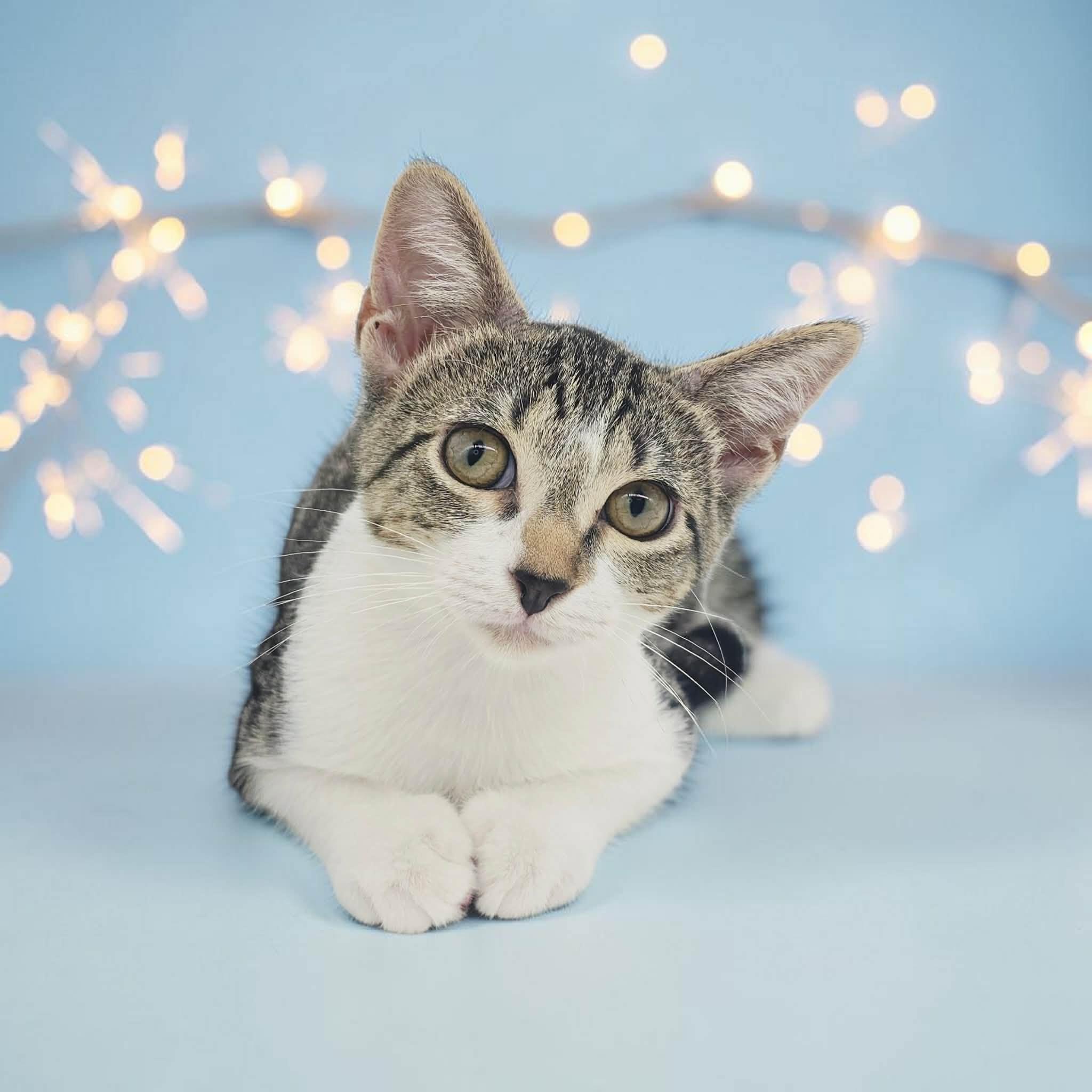 Susie, Adoptable, Kitten Female Domestic Short Hair.