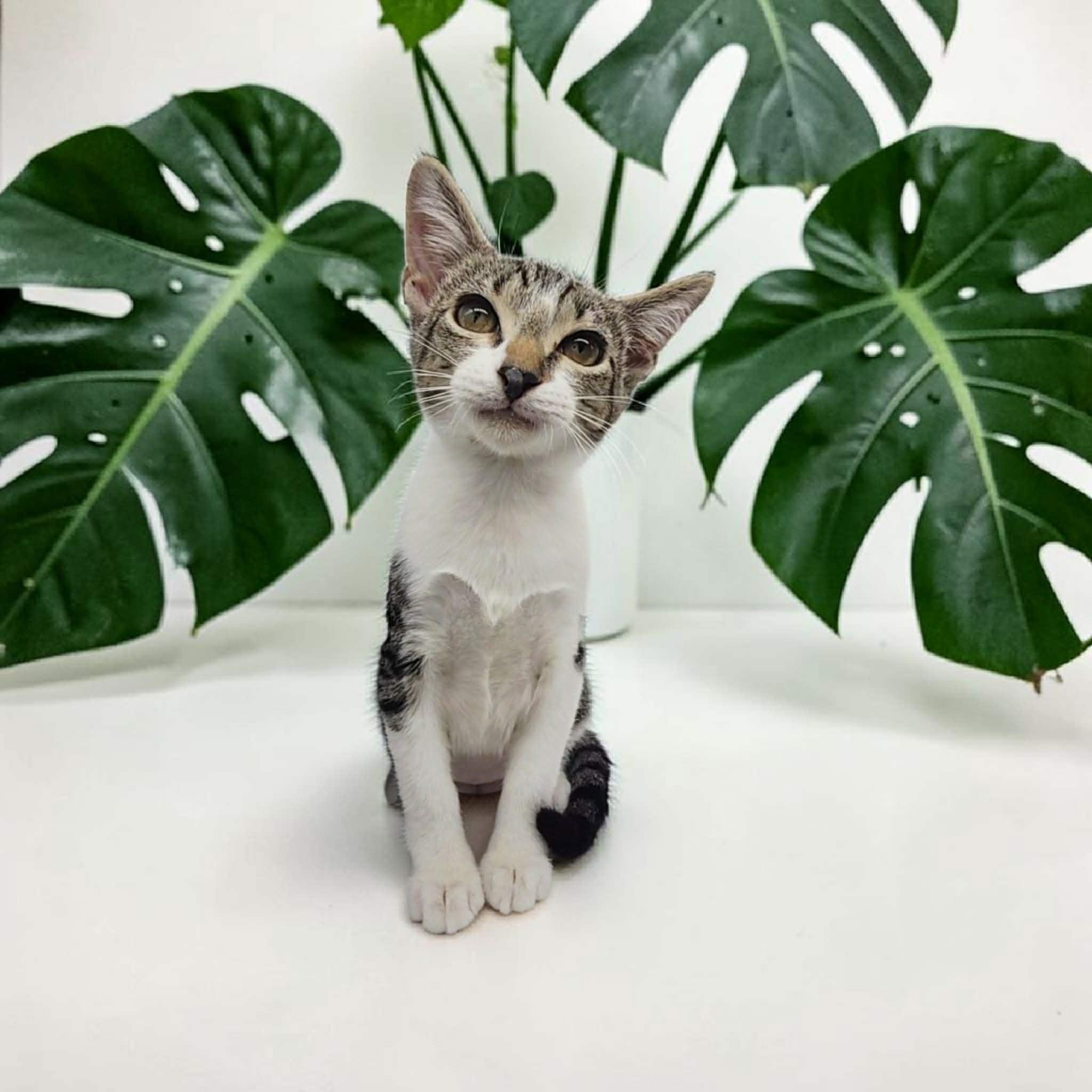Susie, a Adoptable Domestic Short Hair in Commerce City, CO image 2/4