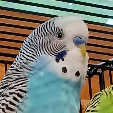 Zazu, Adoptable, Adult Male Parakeet (Other).