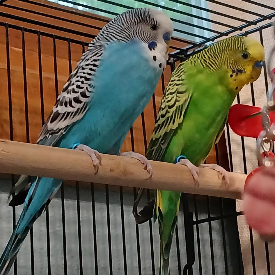 Enlarge Zazu, a Adoptable Parakeet (Other) in Grand Rapids, MN image 3/5