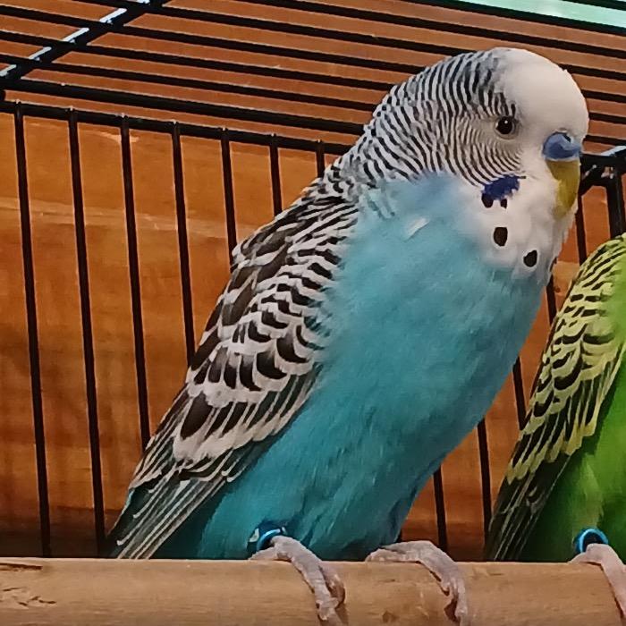 Enlarge Zazu, a Adoptable Parakeet (Other) in Grand Rapids, MN image 4/5
