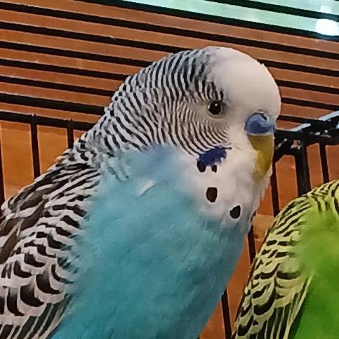 Enlarge Zazu, a Adoptable Parakeet (Other) in Grand Rapids, MN image 5/5
