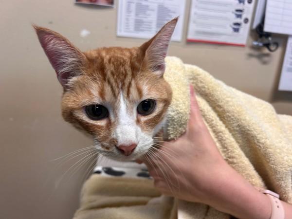 Enlarge Simba, a Adoptable mixed breed in Oceanside, CA image 1/1