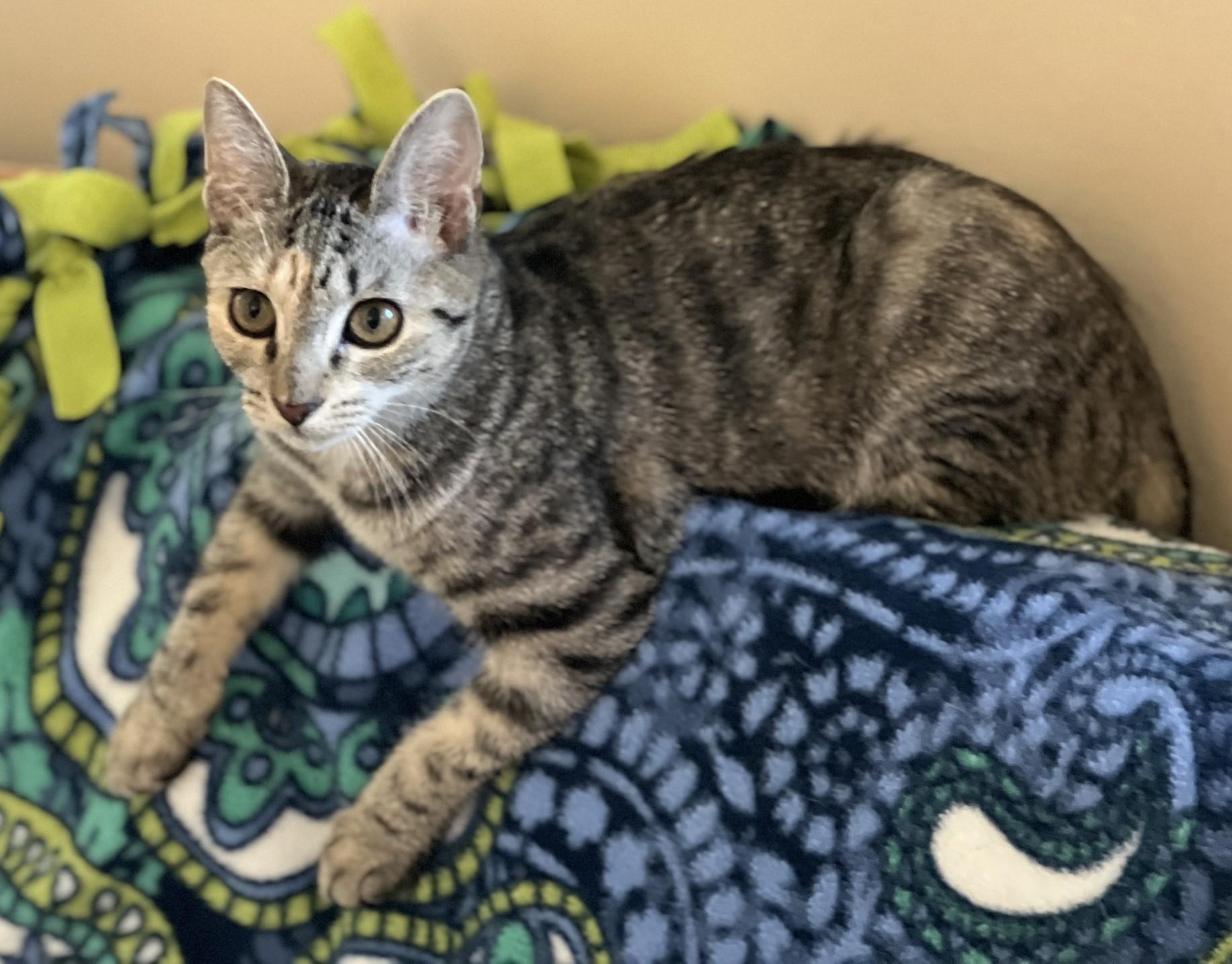 Enlarge Liberty, an adoptable mixed breed in Germansville, PA image 5/5