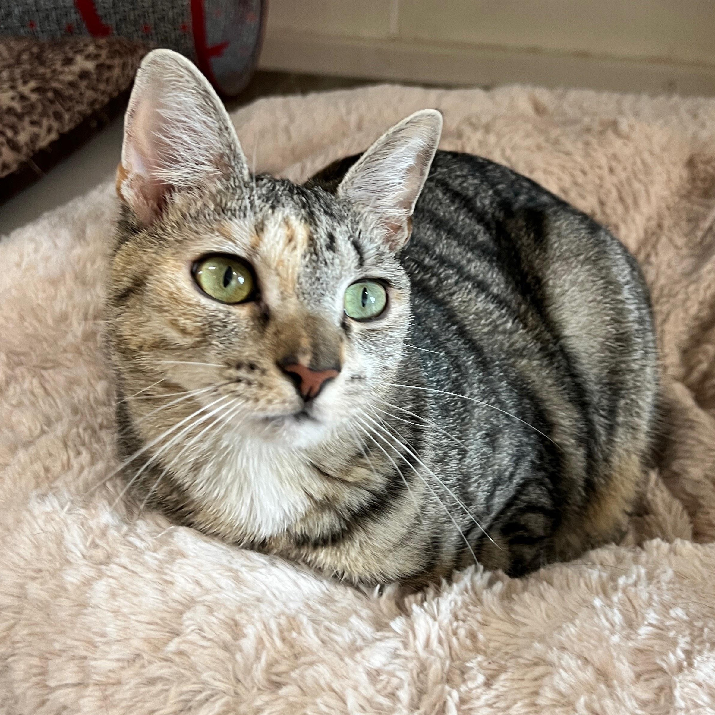 Enlarge Liberty, an adoptable mixed breed in Germansville, PA image 4/5