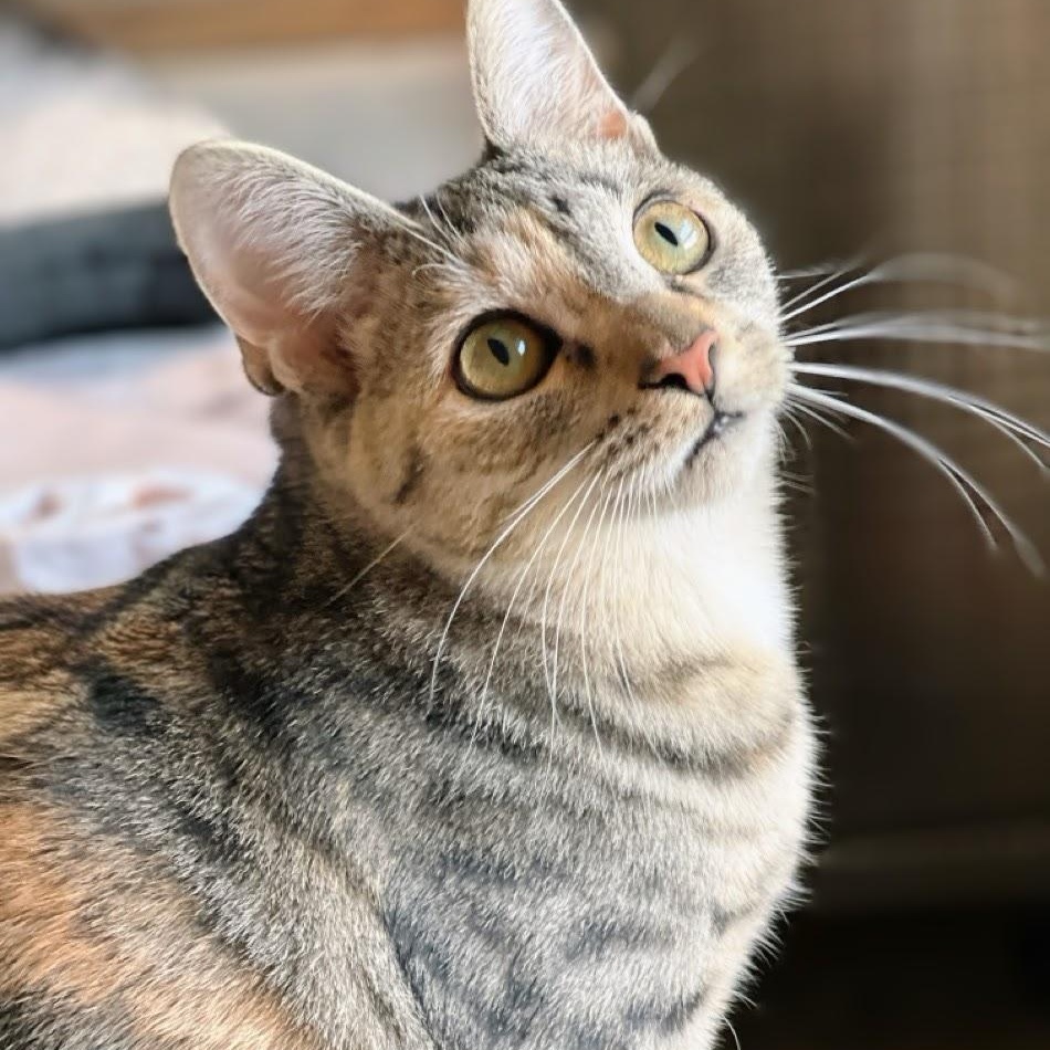 Enlarge Liberty, an adoptable mixed breed in Germansville, PA image 1/5