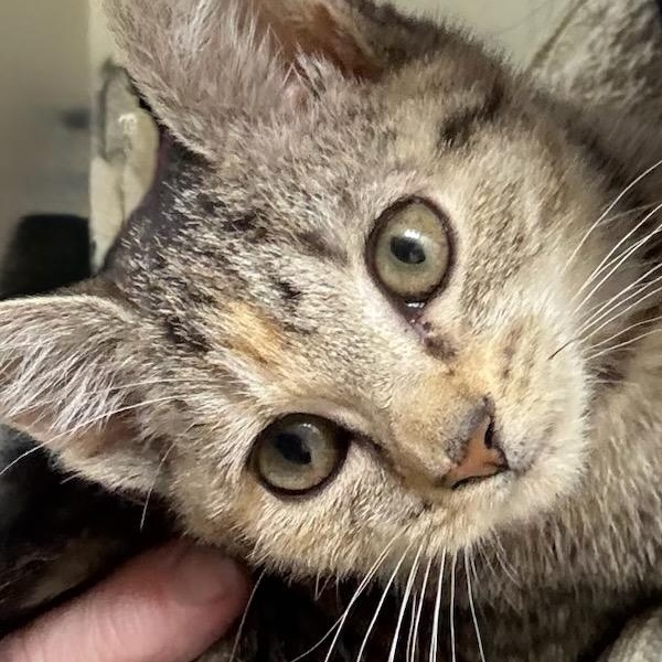 Enlarge Liberty, an adoptable mixed breed in Germansville, PA image 4/5