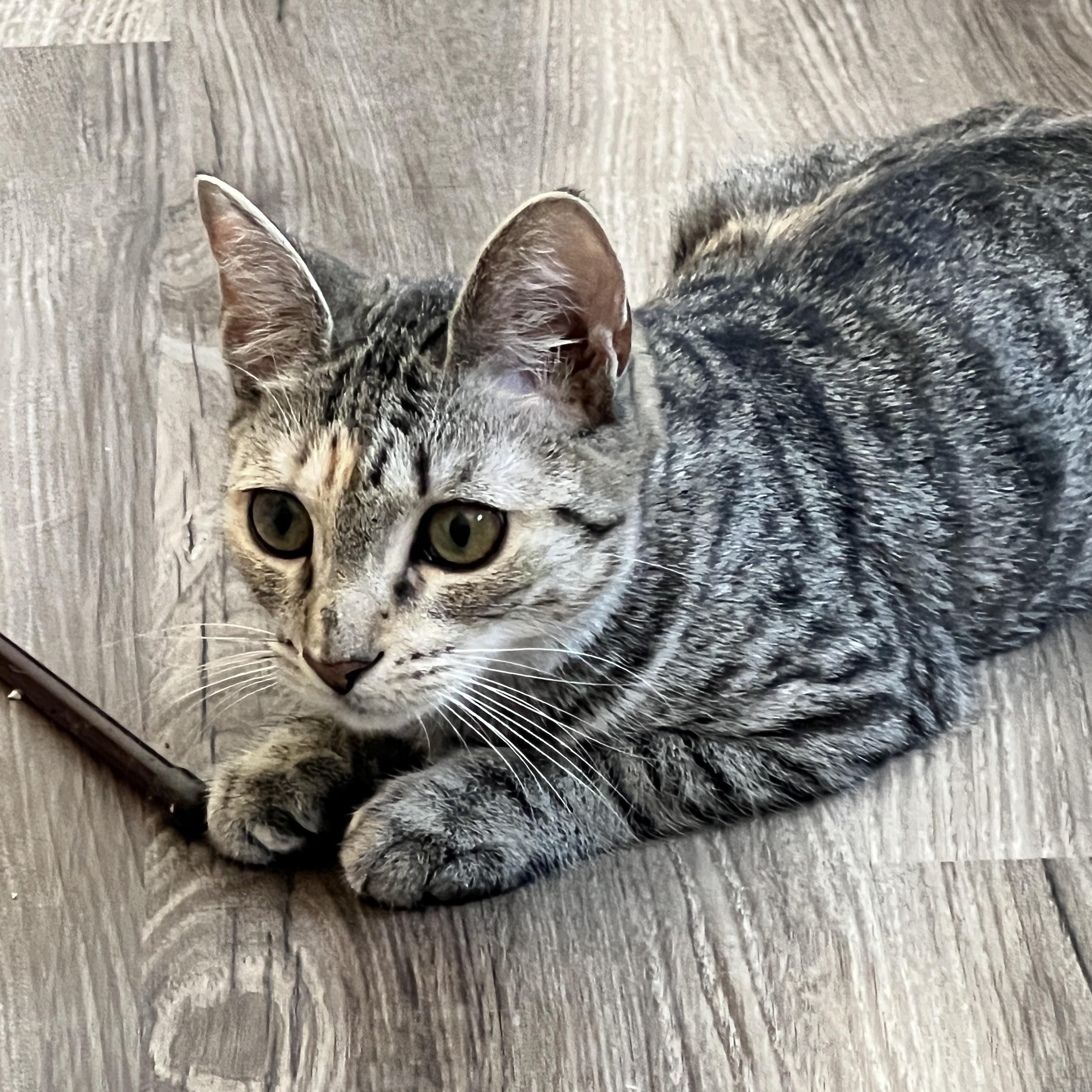 Enlarge Liberty, an adoptable mixed breed in Germansville, PA image 3/5