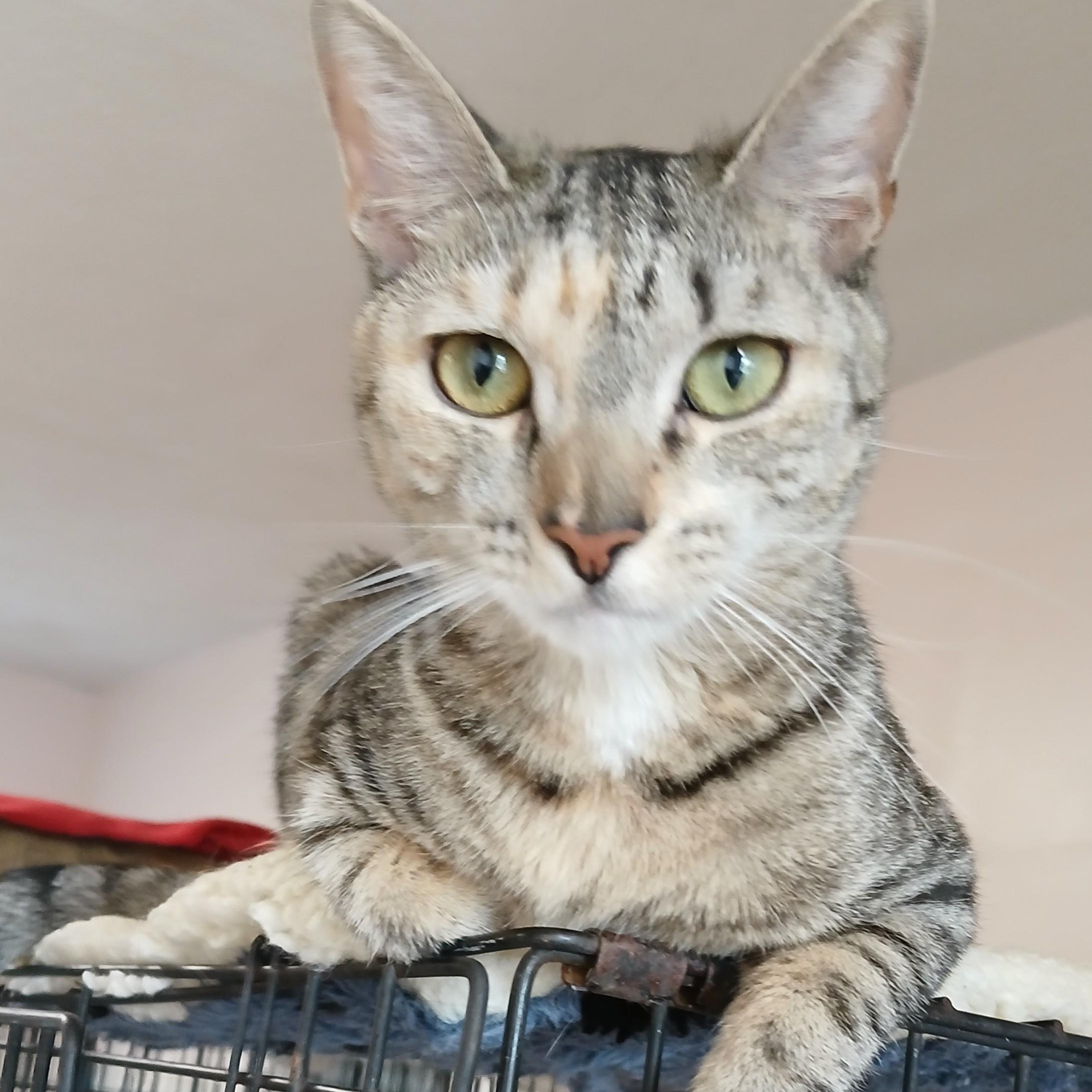 Liberty, an adoptable mixed breed in Germansville, PA image 6/6