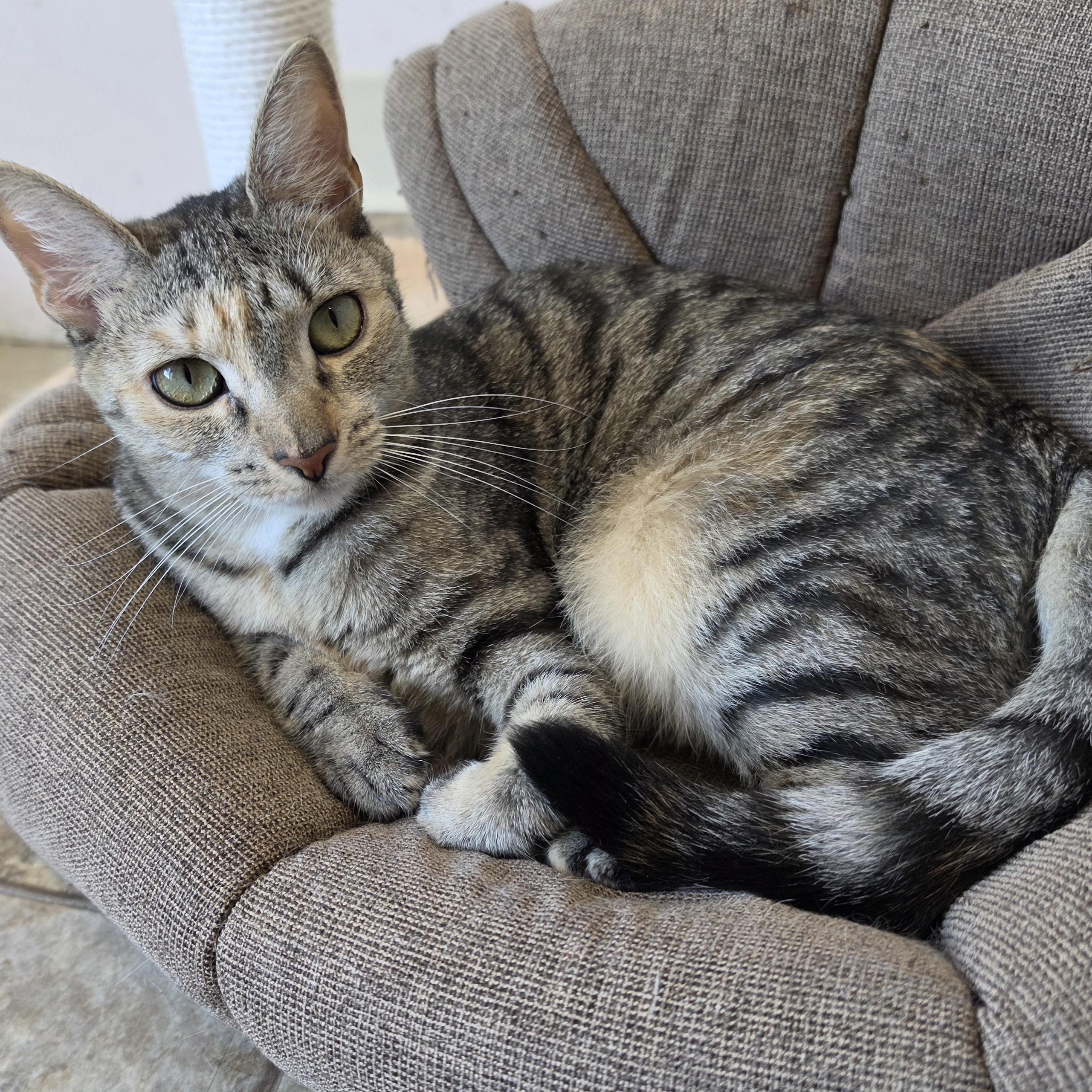 Liberty, adoptable, Young Female Domestic Short Hair & Torbie.