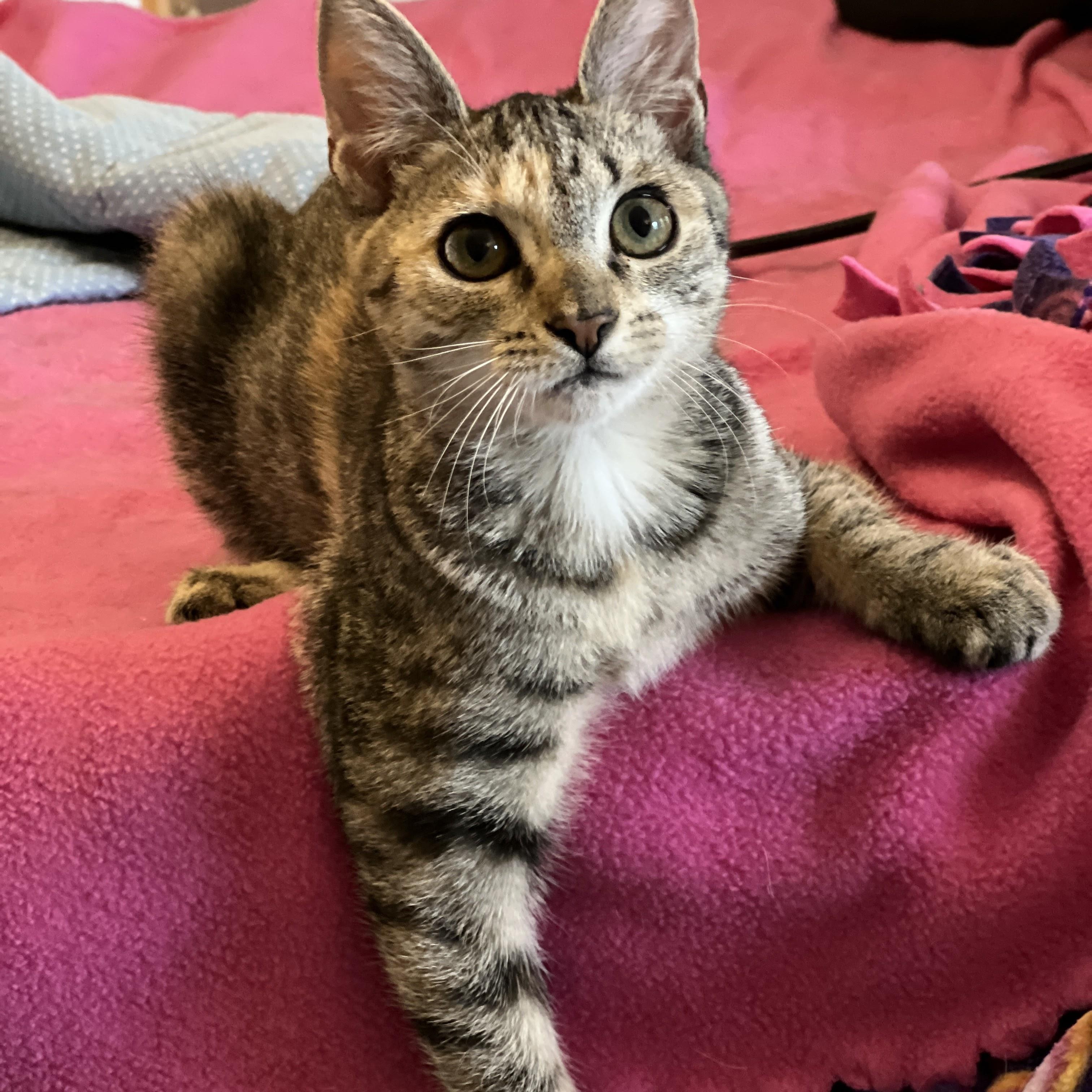 Enlarge Liberty, an adoptable mixed breed in Germansville, PA image 2/5