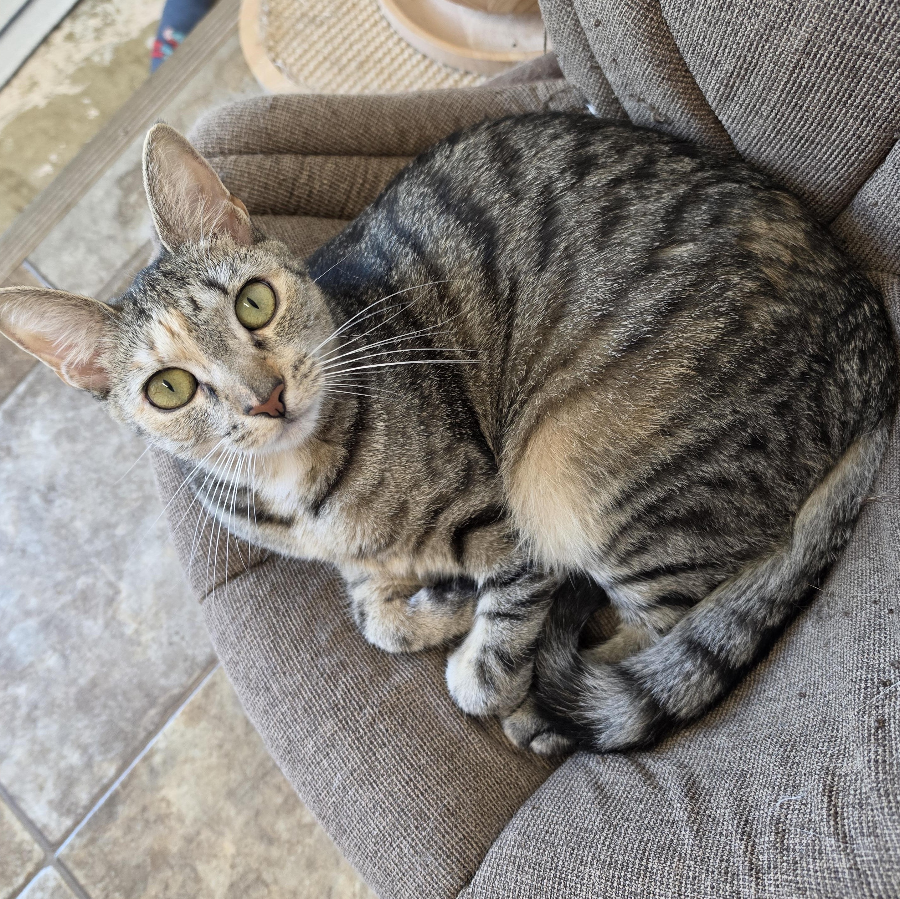 Enlarge Liberty, an adoptable mixed breed in Germansville, PA image 5/5