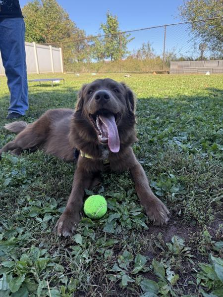 Ducky, Adoptable, Young Male Nova Scotia Duck Tolling Retriever.