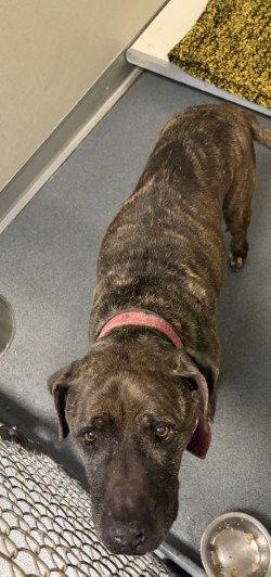 DA 22 Rusty, Adoptable, Senior Male Pit Bull Terrier.