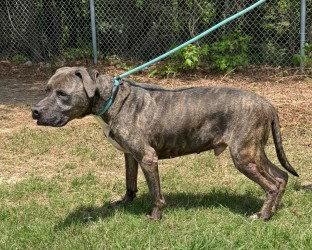 DA 22 Rusty  HHS RRP, Adoptable, Senior Male Pit Bull Terrier.