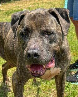 Enlarge DA 22 Rusty  HHS RRP, a Adoptable Pit Bull Terrier in Glen Allen, VA image 2/3