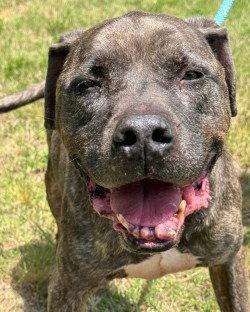 Enlarge DA 22 Rusty  HHS RRP, a Adoptable Pit Bull Terrier in Glen Allen, VA image 3/3