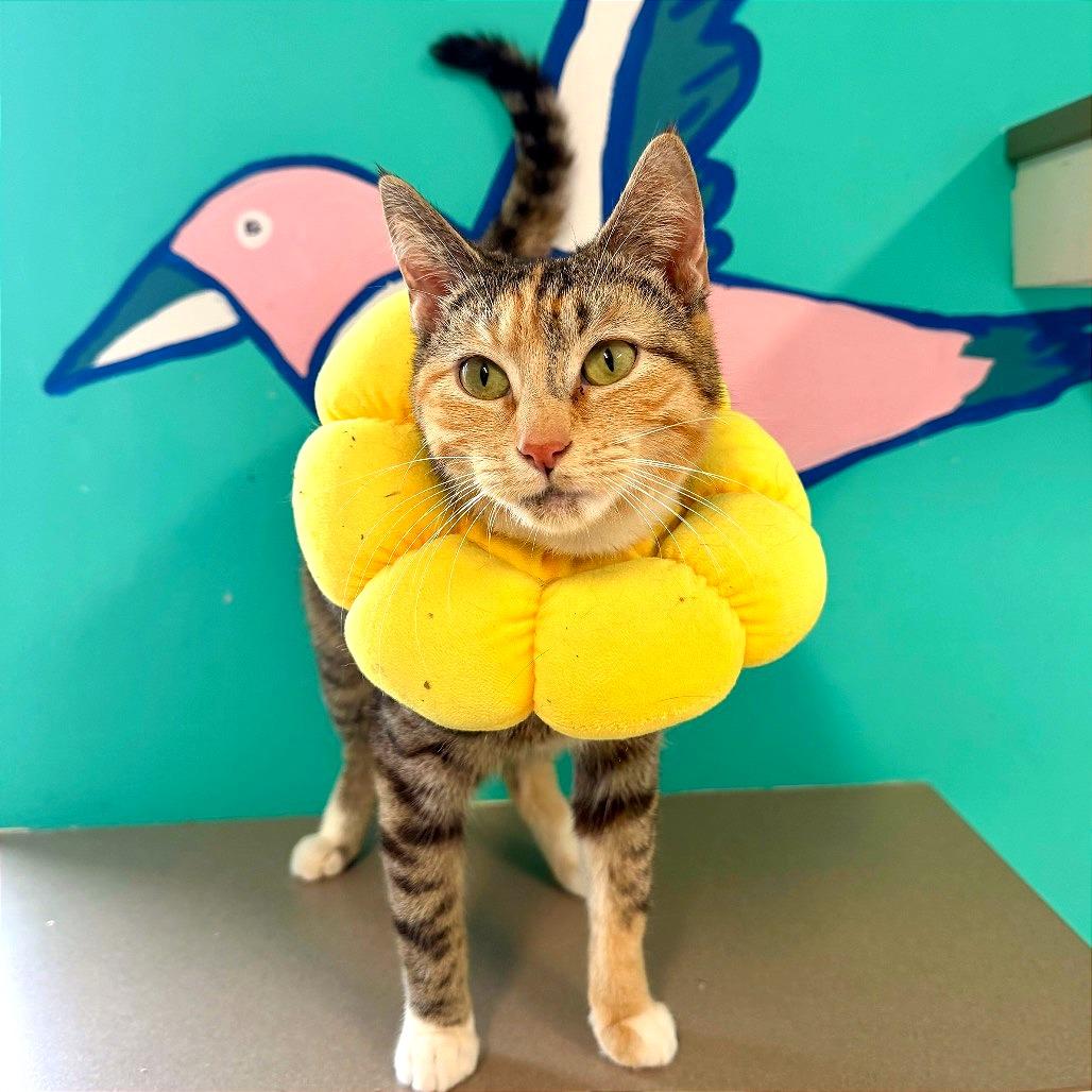 Enlarge Rosetta, a Adoptable mixed breed in Binghamton, NY image 1/3