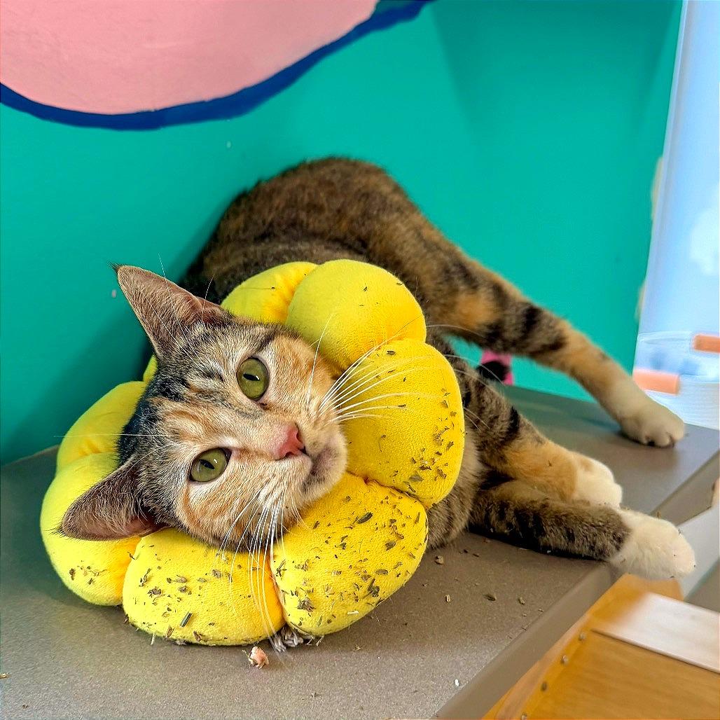 Enlarge Rosetta, a Adoptable mixed breed in Binghamton, NY image 2/3