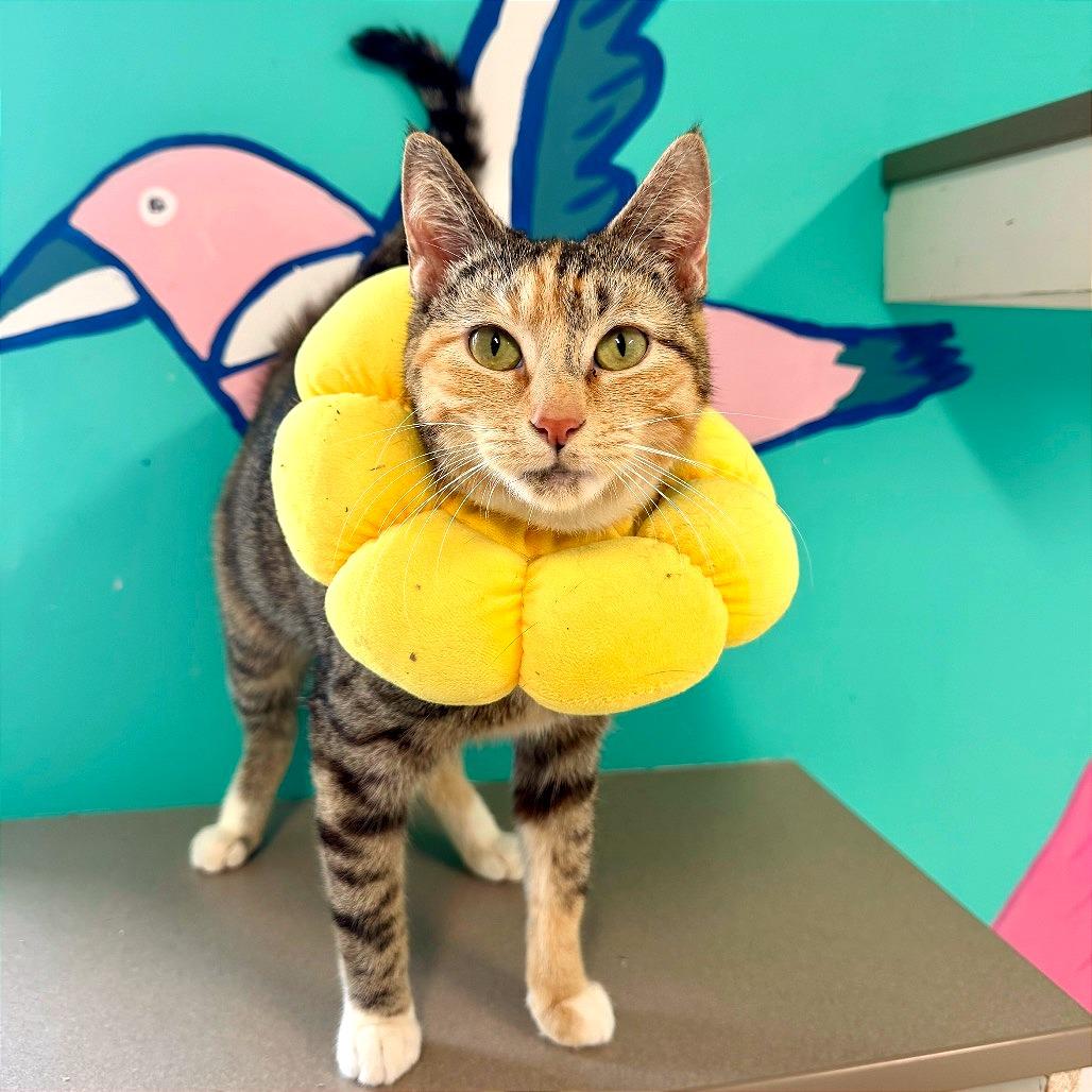 Enlarge Rosetta, a Adoptable mixed breed in Binghamton, NY image 3/3