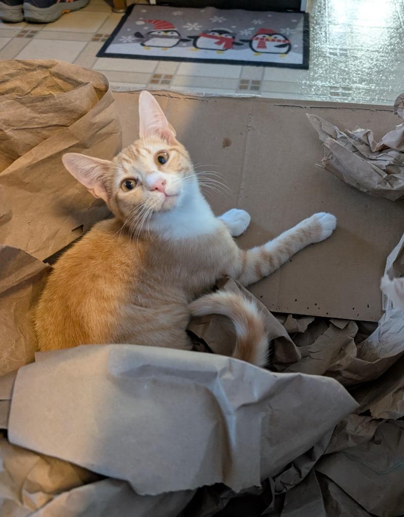 Enlarge Sharkey25, a Adoptable mixed breed in Youngsville, NC image 2/3