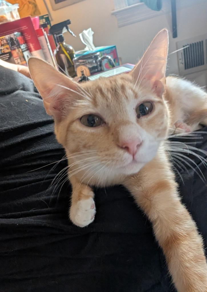 Enlarge Sharkey25, a Adoptable mixed breed in Youngsville, NC image 3/3