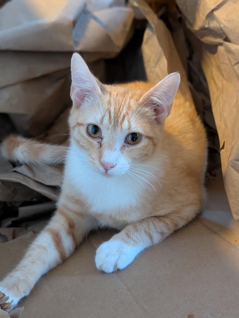 Sharkey25, Adoptable, Kitten Male Domestic Short Hair.